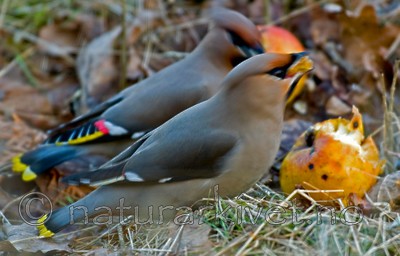 BB 05 0042 / Bombycilla garrulus / Sidensvans